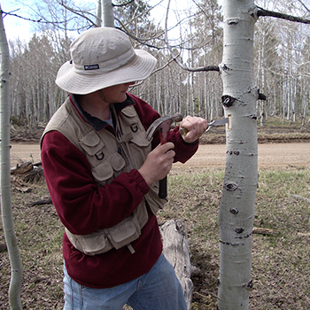 Anderegg sampling aspen tree