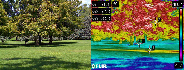 left image of trees and grass, right is a thermal image of the same scene.