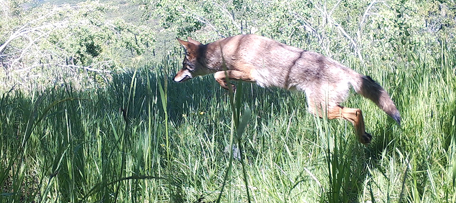 A coyote jumping over tall grass