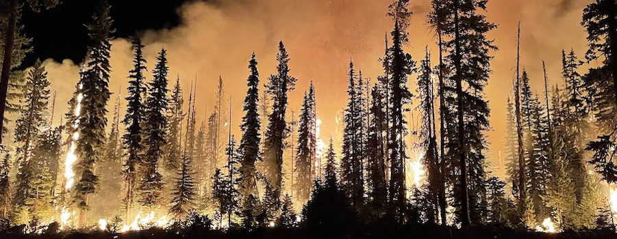 A forest fire sends orange smoke from blackened conifers billowing into the night sky.