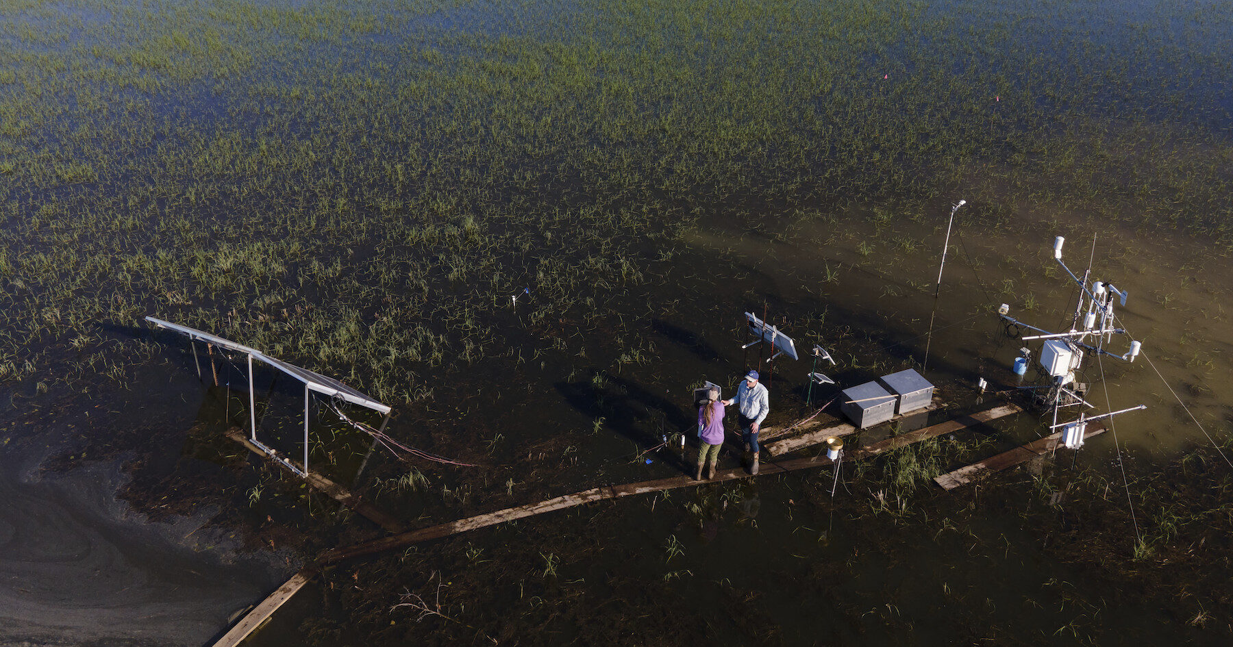 Two researchers stand on planks supporting flux towers in an Arkansas rice field, an expanse with green tips emerging from the water. Image credit: Rory Doyle (photojournalist).
